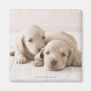 Twee Miniature Dachshund Magneet
