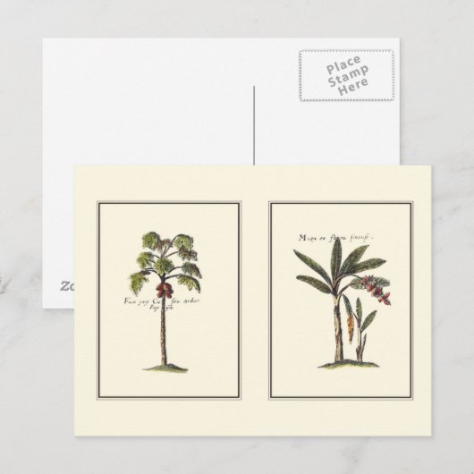 Twee miniaturen met palmbomen briefkaart (Voorkant / Achterkant)