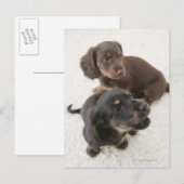 Twee miniatuurdachshunds, Studio Shot Briefkaart (Voorkant / Achterkant)