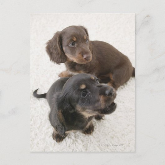 Twee miniatuurdachshunds, Studio Shot Briefkaart (Voorkant)