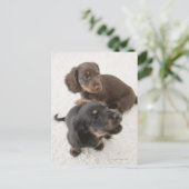 Twee miniatuurdachshunds, Studio Shot Briefkaart (Staand voorkant)