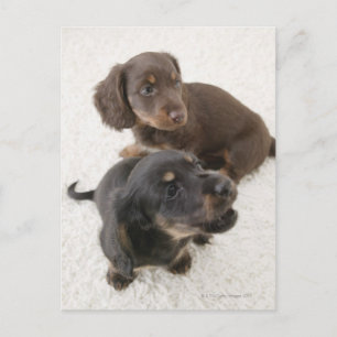 Twee miniatuurdachshunds, Studio Shot Briefkaart
