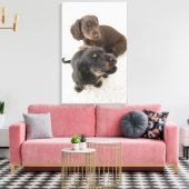 Twee miniatuurdachshunds, Studio Shot Canvas Afdruk (Insitu (Woonkamer))