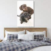Twee miniatuurdachshunds, Studio Shot Canvas Afdruk (Insitu (Slaapkamer))