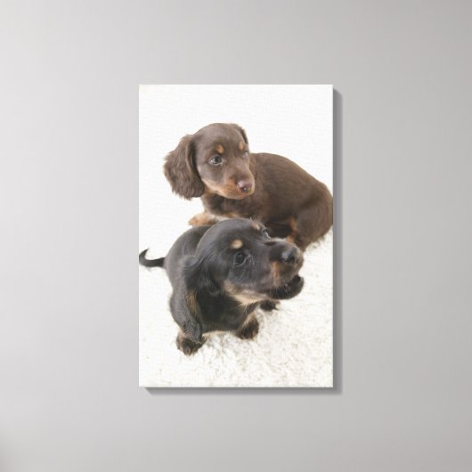 Twee miniatuurdachshunds, Studio Shot Canvas Afdruk (Voorkant)
