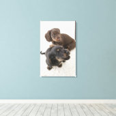 Twee miniatuurdachshunds, Studio Shot Canvas Afdruk (Insitu (Houten vloer))