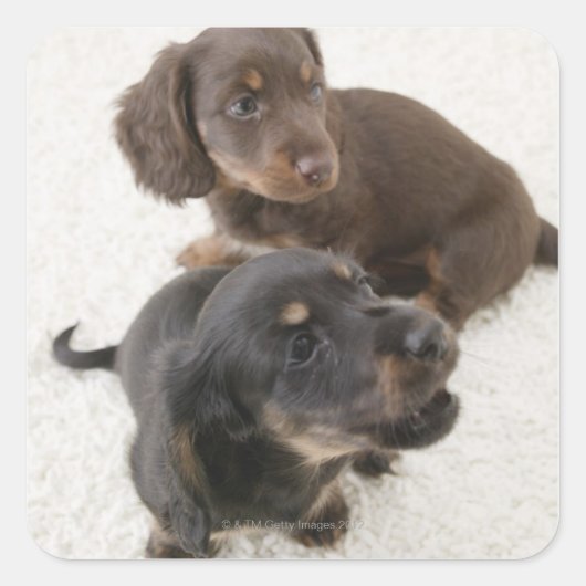 Twee miniatuurdachshunds, Studio Shot Vierkante Sticker (Voorkant)
