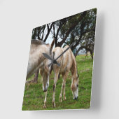 Twee modderige witte paarden grazen, vierkante klok (Hoek)