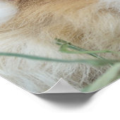 Twee Mooie Cavia Posters (Hoek)