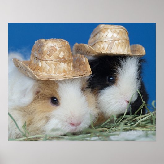 Twee Mooie Cavia Posters (Voorkant)