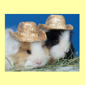 Twee Mooie Cavia Posters
