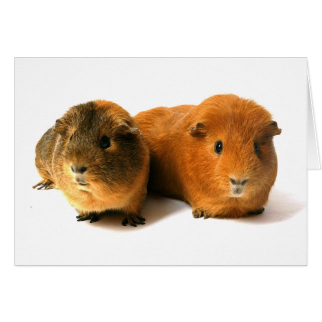 twee mooie cavia ' s (Voorkant Horizontaal)