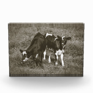 Twee Mooie Kalfjes Zwarte en Witte Koeien 7 x 5 Fotoblokken
