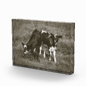 Twee Mooie Kalfjes Zwarte en Witte Koeien 7 x 5 Fotoblokken (Rechts)