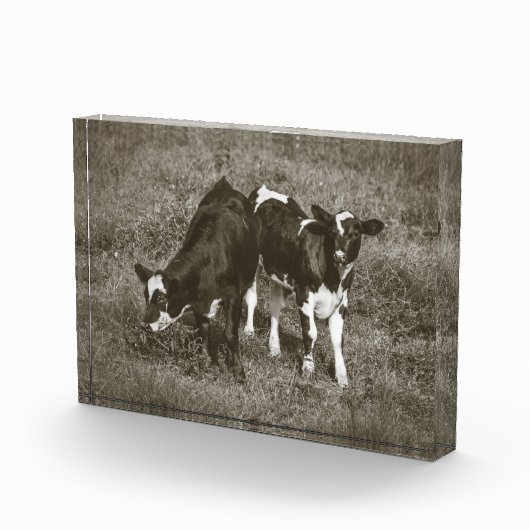 Twee Mooie Kalfjes Zwarte en Witte Koeien 7 x 5 Fotoblokken (Rechts)
