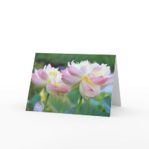 Twee mooie lotusbloemen