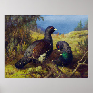 Twee Mooie Vogels Poster