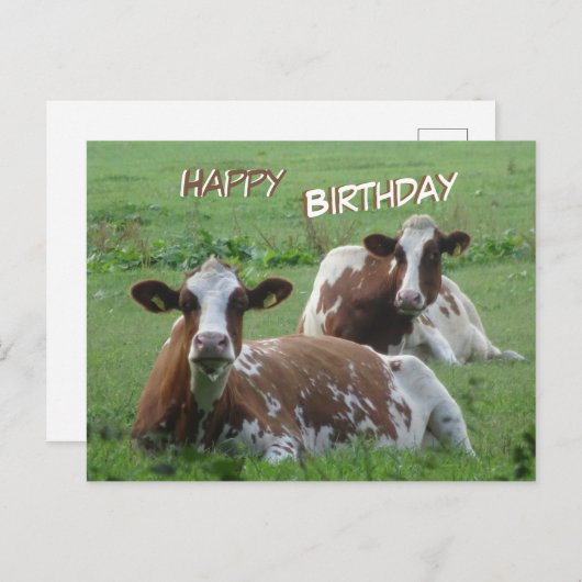 Twee Mooie Wit-Bruine Koeien Verjaardagsansichtkaa Briefkaart (Voorkant / Achterkant)
