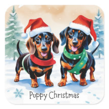 Twee Moppige Dachshond Puppies Huisdier Hond Puppy