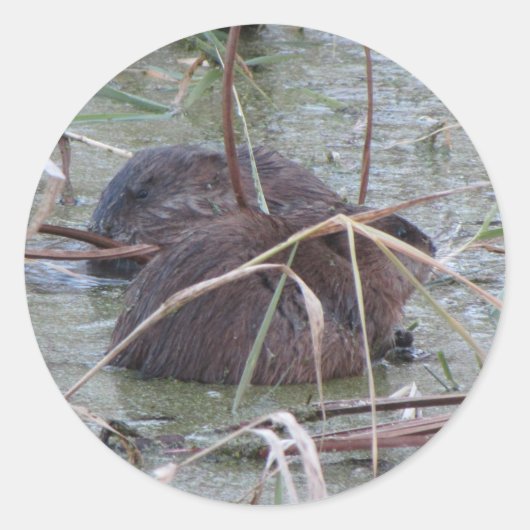 Twee muskusratten ronde sticker (Voorkant)