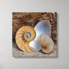 Twee Nautilus-schelpen Canvas Afdruk