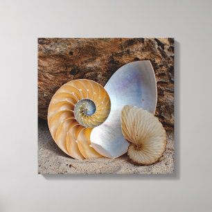 Twee Nautilus-schelpen Canvas Afdruk