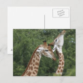 twee necking van de Giraffe (Giraffa camelopardali Briefkaart (Voorkant / Achterkant)