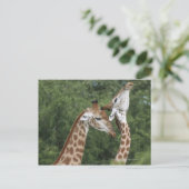 twee necking van de Giraffe (Giraffa camelopardali Briefkaart (Staand voorkant)