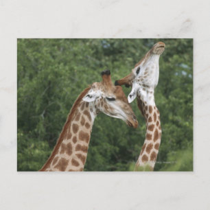 twee necking van de Giraffe (Giraffa camelopardali Briefkaart