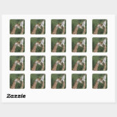 twee necking van de Giraffe (Giraffa camelopardali Vierkante Sticker (Vel)