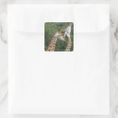 twee necking van de Giraffe (Giraffa camelopardali Vierkante Sticker (Tas)