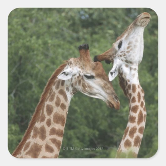 twee necking van de Giraffe (Giraffa camelopardali Vierkante Sticker (Voorkant)