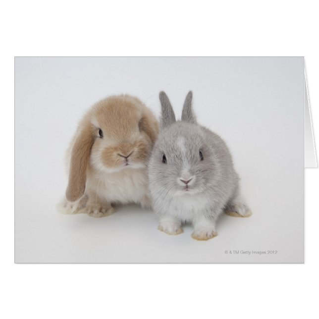 Twee Nederlandse Dwarf- en Holland Lop-bunnies (Voorkant Horizontaal)