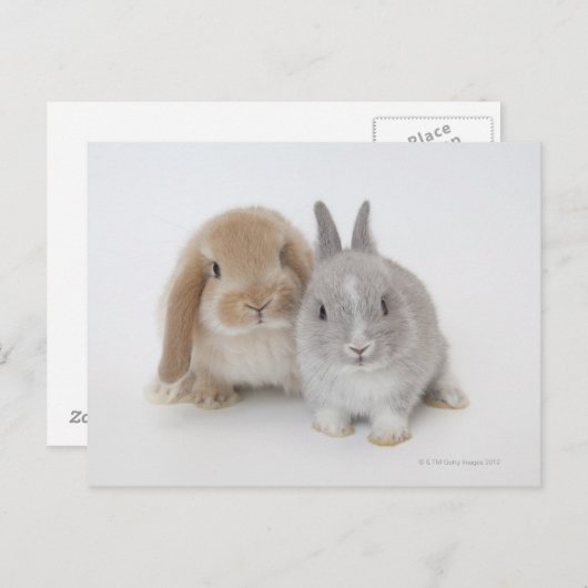 Twee Nederlandse Dwarf- en Holland Lop-bunnies Briefkaart (Voorkant / Achterkant)