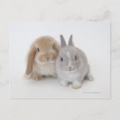 Twee Nederlandse Dwarf- en Holland Lop-bunnies Briefkaart (Voorkant)