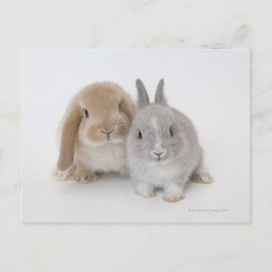 Twee Nederlandse Dwarf- en Holland Lop-bunnies Briefkaart (Voorkant)