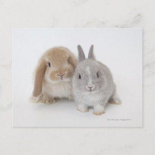 Twee Nederlandse Dwarf- en Holland Lop-bunnies Briefkaart