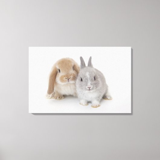 Twee Nederlandse Dwarf- en Holland Lop-bunnies Canvas Afdruk (Voorkant)
