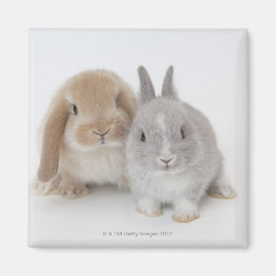 Twee Nederlandse Dwarf- en Holland Lop-bunnies Magneet