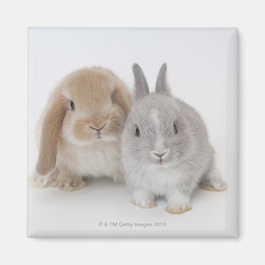 Twee Nederlandse Dwarf- en Holland Lop-bunnies Magneet (Voorkant)