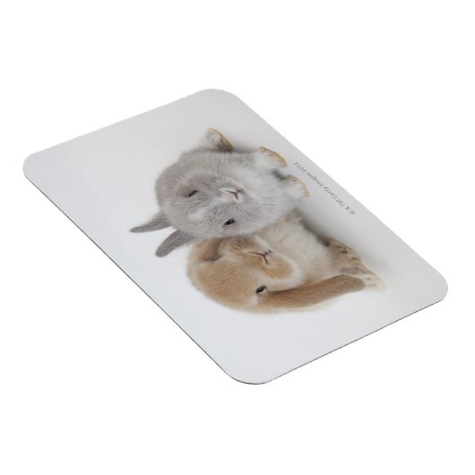 Twee Nederlandse Dwarf- en Holland Lop-bunnies Magneet (Rechterzijde)