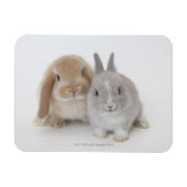 Twee Nederlandse Dwarf- en Holland Lop-bunnies Magneet (Horizontaal)