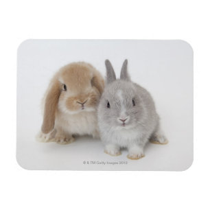 Twee Nederlandse Dwarf- en Holland Lop-bunnies Magneet