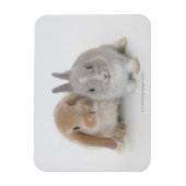 Twee Nederlandse Dwarf- en Holland Lop-bunnies Magneet (Verticaal)