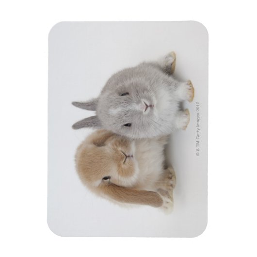 Twee Nederlandse Dwarf- en Holland Lop-bunnies Magneet (Verticaal)