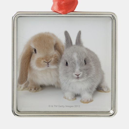 Twee Nederlandse Dwarf- en Holland Lop Bunnies Metalen Ornament (Voorkant)