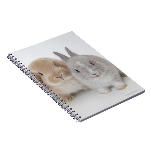 Twee Nederlandse Dwarf- en Holland Lop-bunnies Notitieboek (Rechterzijde)