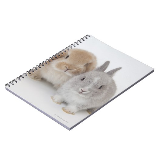 Twee Nederlandse Dwarf- en Holland Lop-bunnies Notitieboek (Linkerzijde)