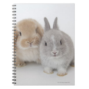 Twee Nederlandse Dwarf- en Holland Lop-bunnies Notitieboek