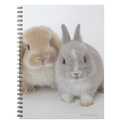 Twee Nederlandse Dwarf- en Holland Lop-bunnies Notitieboek (Voorkant)